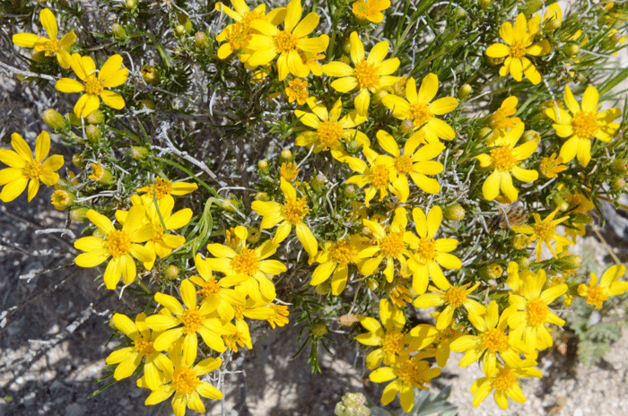 Pricklyleaf Dogweed has several local common names that include Fetid Marigold. A reference to the oil glands which emit a sharp pungent odor. Thymophylla acerosa